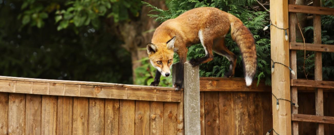 Dead Fox In Garden How To Get Rid Of It Fasci Garden